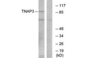 Western blot analysis of extracts from RAW264. (TNFAIP3 antibody  (AA 321-370))