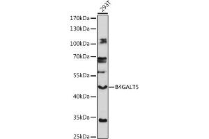 Western blot analysis of extracts of 293T cells, using B4G antibody (ABIN7271202) at 1:1000 dilution. (B4GALT5 antibody  (AA 60-160))