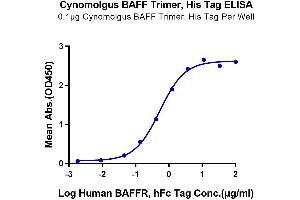 Immobilized Cynomolgus BAFF Trimer, His Tag at 1 μg/mL (100 μL/Well) on the plate. (BAFF Protein (AA 141-285, Trimer) (His-Avi Tag))