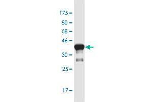 Western Blot detection against Immunogen (36. (ASCL3 antibody  (AA 1-95))