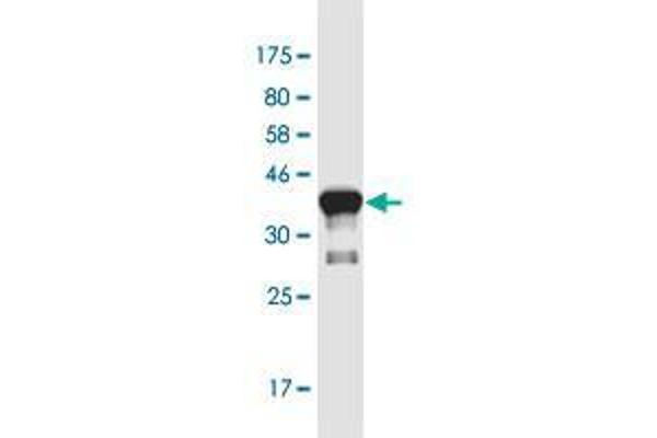 ASCL3 antibody  (AA 1-95)