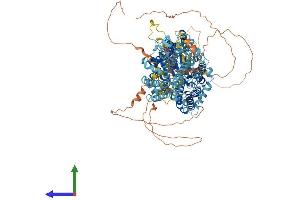 AlphaFold protein structure predicition of Human Recombinant SLC4A5 Protein, UniprotID Q9BY07