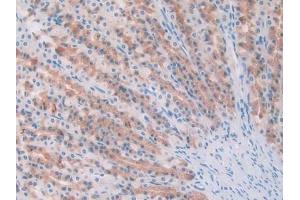 IHC-P analysis of Rat Pancreas Tissue, with DAB staining. (IL1A antibody)