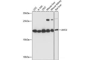 Western blot analysis of extracts of various cell lines using LMO2 Polyclonal Antibody at dilution of 1:3000. (LMO2 antibody)