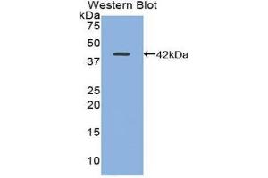 Western Blotting (WB) image for anti-Trefoil Factor 1 (TFF1) (AA 1-87) antibody (ABIN1860706)