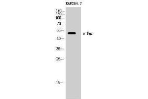 Western Blotting (WB) image for anti-Gardner-Rasheed Feline Sarcoma Viral (V-Fgr) Oncogene Homolog (FGR) (Ser378) antibody (ABIN3183876) (Fgr antibody  (Ser378))