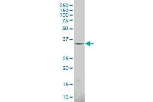 MEOX1 antibody  (AA 82-170)