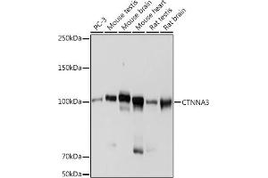 Western blot analysis of extracts of various cell lines, using CTNN antibody (ABIN7266135) at 1:1000 dilution. (CTNNA3 antibody)