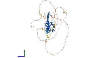 AlphaFold protein structure predicition of Human Recombinant HSF4 Protein, UniprotID Q9ULV5