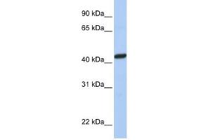 PEX10 antibody used at 1 ug/ml to detect target protein. (PEX10 antibody  (C-Term))