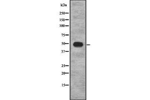 Western blot analysis of COX10 using HeLa whole cell lysates (COX10 antibody  (Internal Region))