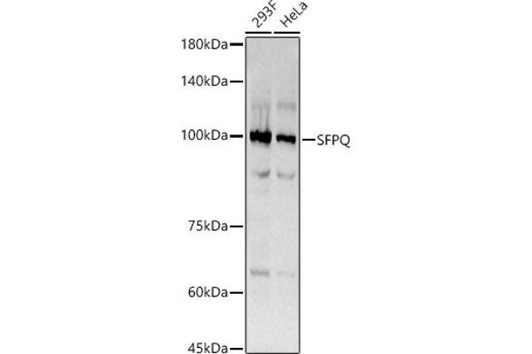 SFPQ antibody