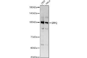 Western blot analysis of extracts of various cell lines, using SFPQ antibody (ABIN7270547) at 1:270 dilution. (SFPQ antibody)