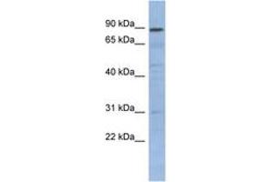 Image no. 1 for anti-Nuclear Factor of kappa Light Polypeptide Gene Enhancer in B-Cells Inhibitor-Like 1 (NFKBIL1) (N-Term) antibody (ABIN6742776)