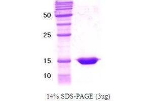 Figure annotation denotes ug of protein loaded and % gel used. (Retinoid X Receptor, alpha (RXRA) (AA 111-228) Peptide)