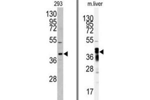 Western Blotting (WB) image for anti-Aflatoxin Beta1 Aldehyde Reductase (AKR7A2) antibody (ABIN3003031)
