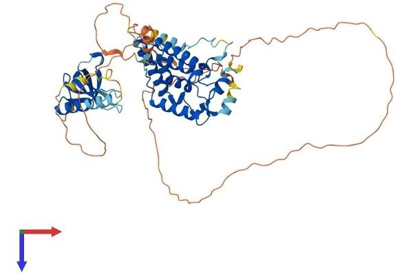 MSL3 Protein (AA 1-521) (His tag)