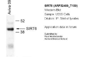 Image no. 1 for anti-Sirtuin 6 (SIRT6) (N-Term) antibody (ABIN2779625) (SIRT6 antibody  (N-Term))