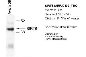 Image no. 1 for anti-Sirtuin 6 (SIRT6) (N-Term) antibody (ABIN182566) (SIRT6 antibody  (N-Term))
