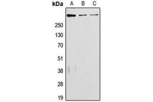 Western blot analysis of Laminin alpha 5 expression in JAR (A), A431 (B), RAW264. (Laminin alpha 5 antibody  (Center))