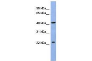 Image no. 1 for anti-Solute Carrier Family 35, Member F1 (SLC35F1) (N-Term) antibody (ABIN6742967)
