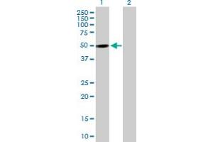 Western Blot analysis of PXK expression in transfected 293T cell line by PXK MaxPab polyclonal antibody. (PXK antibody  (AA 1-450))