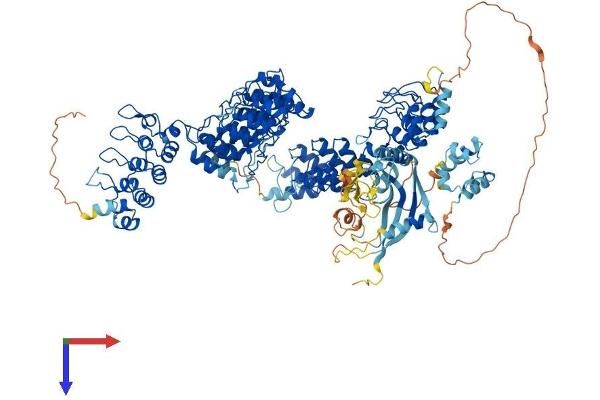 TNKS2 Protein (AA 1-1166) (His tag)