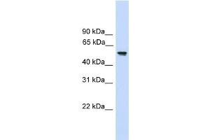 WB Suggested Anti-FZR1 Antibody Titration:  0.