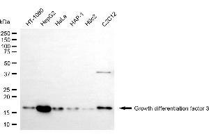 anti-Growth Differentiation Factor 3 (GDF3) antibody