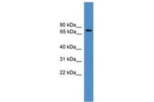 Image no. 1 for anti-Aryl Hydrocarbon Receptor Nuclear Translocator (ARNT) (AA 51-100) antibody (ABIN6745271)