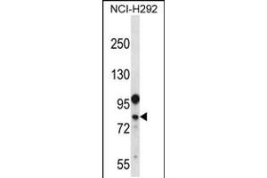 Western blot analysis in NCI-H292 cell line lysates (35ug/lane). (DDX3Y antibody  (N-Term))