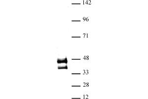 JunD antibody (pAb) tested by Western blot.