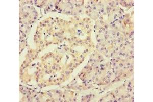 Immunohistochemistry of paraffin-embedded human pancreatic tissue using ABIN7142801 at dilution of 1:100 (RPL34 antibody  (AA 2-117))