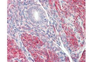 Anti-LMOD1 antibody IHC staining of human uterus. (Leiomodin 1 antibody  (N-Term))