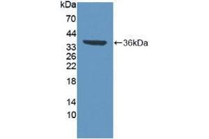 Western blot analysis of recombinant Human VCP. (VCP antibody  (AA 125-371))