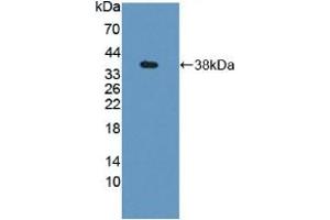 Figure. (GBP4 antibody  (AA 1-304))