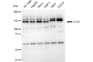 Western blotting analysis using CTCF antibody (ABIN7797950). (Recombinant CTCF antibody)