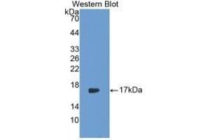Detection of Recombinant IL17, Rabbit using Monoclonal Antibody to Interleukin 17 (IL17) (IL-17 antibody  (AA 21-153))