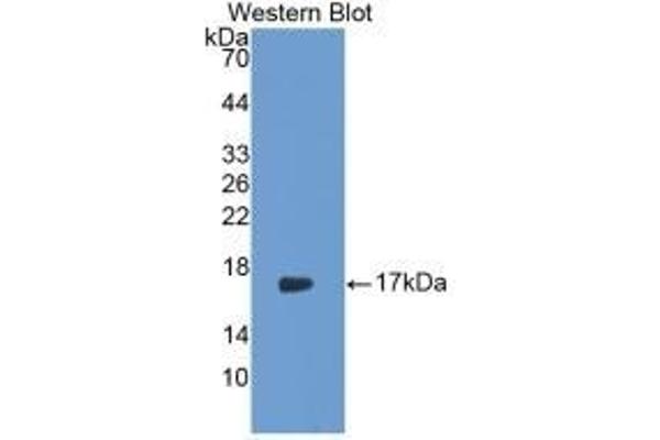 IL-17 Antikörper  (AA 21-153)