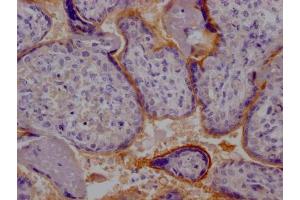 IHC image of ABIN7127315 diluted at 1:100 and staining in paraffin-embedded human placenta tissue performed on a Leica BondTM system. (Recombinant TPBG antibody)