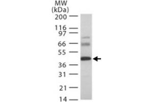 Western bot analysis of HTRA3 in rat heart lysate. (HTRA3 antibody  (AA 250-300))