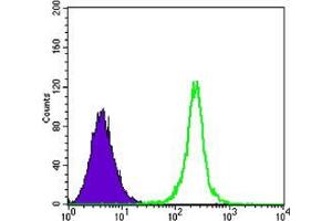 Flow cytometric analysis of K562 cells using SIRT1 mouse mAb (green) and negative control (purple). (SIRT1 antibody)