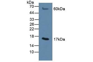 MGST1 抗体  (AA 8-155)