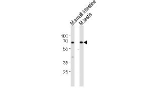Western blot analysis of lysates from mouse small intestine, mouse testis tissue lysate (from left to right), using Klf4 Antibody (Center) (ABIN6243711 and ABIN6577901). (KLF4 antibody  (AA 321-354))