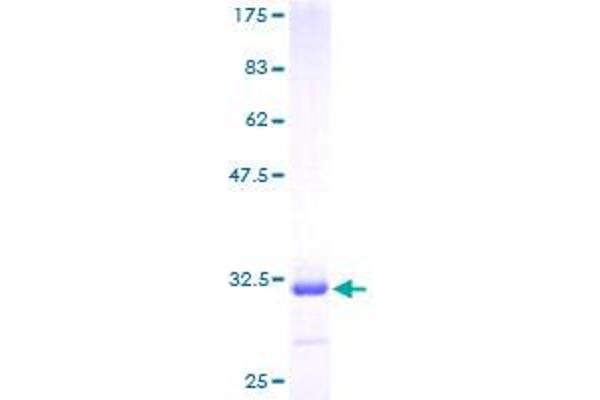 GRLF1 Protein (AA 1-36) (GST tag)