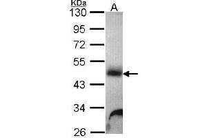 WB Image Sample (30 ug of whole cell lysate) A: Hela 10% SDS PAGE Galactosidase alpha antibody antibody diluted at 1:1000 (GLA antibody)