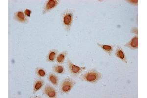 Immunocytochemistry analysis of ABIN7139174 diluted at 1:10 and staining in Hela cells (treated with 30mM sodium butyrate for 4h) performed on a Leica BondTM system. (Histone H2B antibody  (acLys24))