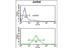 CCR3 Antibody (Center) (ABIN652754 and ABIN2842497) flow cytometry analysis of Jurkat cells (bottom histogram) compared to a negative control cell (top histogram). (CCR3 antibody  (AA 291-318))