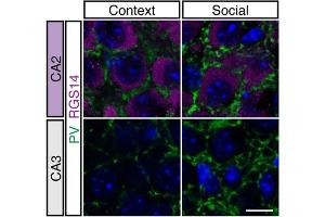 Representative images and quantification of PV+ puncta density in mice CA2/CA3 stratum pyramidale. (RGS14 antibody  (AA 1-544))