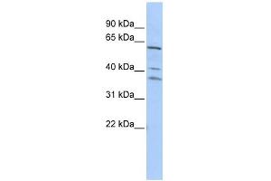 WB Suggested Anti-HRB Antibody Titration:  0. (AGFG1 antibody  (Middle Region))